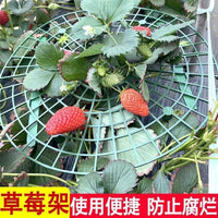 Strawberry Plant Support Stand for Garden and Planters, Prevents Rot and Toppling