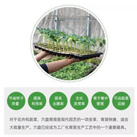 Thickened Seedling Tray for Succulents, Vegetables, Fruits, and Forestry Cuttings