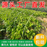 Fiberglass Plant Support Stakes for Climbing Vegetables and Fruits