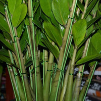 Plant Support Stakes for Climbing Vines, Potted Flowers, and Vegetables - 4mm Wire Garden Trellis