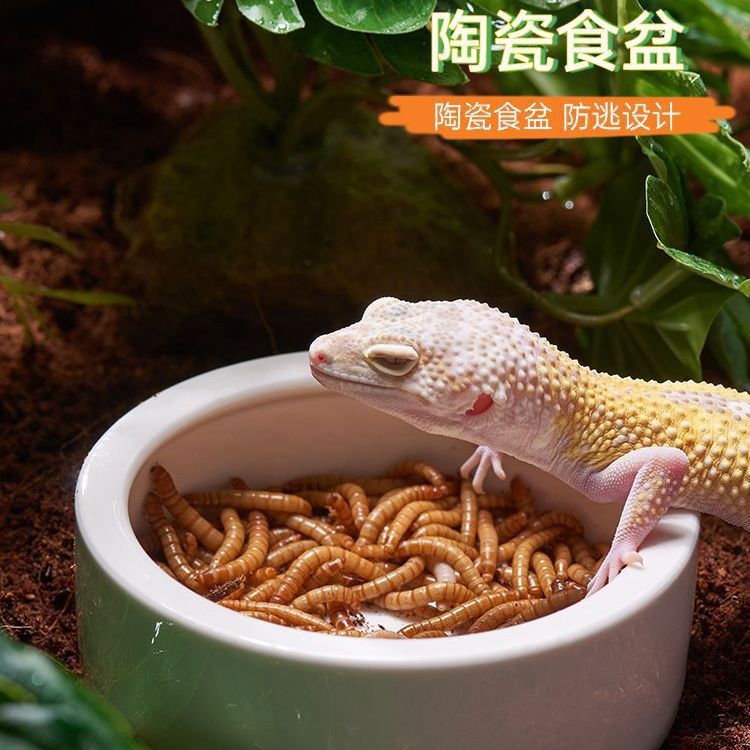 Ceramic Reptile Feeding Dish for Geckos, Lizards, and Small Pets - Escape-Proof Mealworm and Dubia Roach Bowl