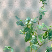 Cross-Border Fruit and Vegetable Mesh Tent for Tomatoes, Blueberries, Cucumbers, Cherries - Insect and Bird Protection