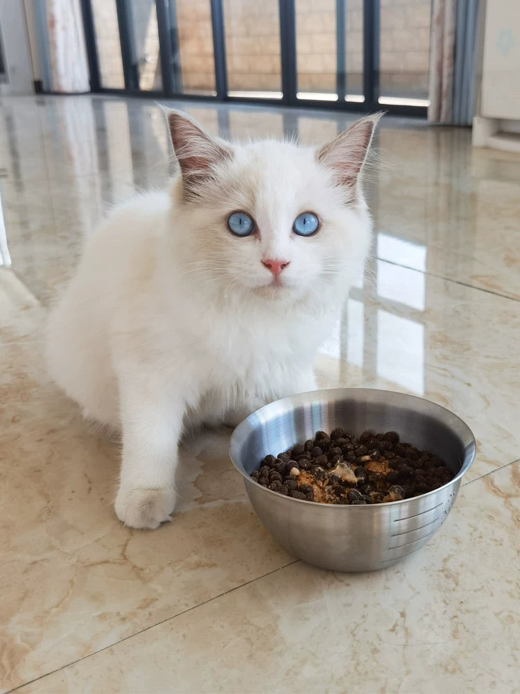 Stainless Steel Pet Bowl with Measurement Markings for Cats and Dogs