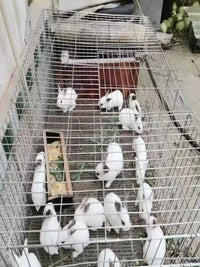 Galvanized Welded Wire Mesh for Animal Cages and Fencing