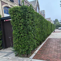 Garden Greenery Trellis Netting for Climbing Plants and Roadside Greening