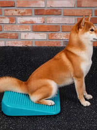 Inflatable Pet Rehabilitation Ramp for Muscle Training and Weight Transfer