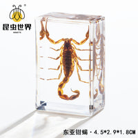 Real Insect Specimen in Clear Amber Resin Block for Educational Observation