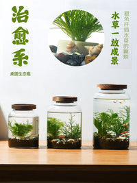 Self-Sustaining Ecosystem Glass Terrarium for Desktop
