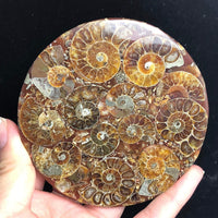 Madagascar Natural Ammonite Fossil Disc, Polished Nautilus Specimen for Display