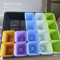 20-Cell Seedling Tray with Drainage for Succulents and Plants