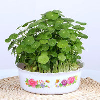 Hydroponic Chinese Coin Grass (Copper Coin Grass) Potted Plant for Indoor Decor