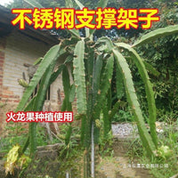 Stainless Steel Dragon Fruit Plant Support Stake for Climbing Vines and Potted Plants