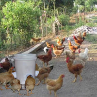 Automatic Poultry Feeder for Chickens, Ducks, Pigeons, and Other Small Birds