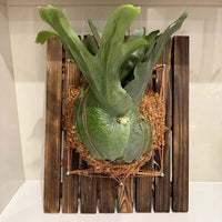 Large Carbonized Wood Fern Mounting Board for Staghorn Ferns and Orchids
