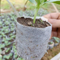 Biodegradable Non-Woven Plant Nursery Bags for Seedling Cultivation