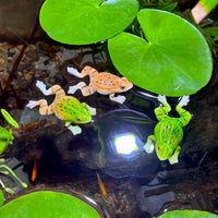 Realistic Frog Resin Ornament for Garden & Aquarium Decor
