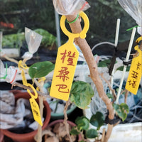 Garden Plant Tags, Thickened UV-Resistant Plastic Hanging Labels for Succulents & Fruit Trees
