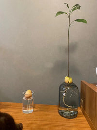 Japanese Style Avocado Seed Hydroponic Vase with Handle