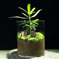 Miniature Pine Mountain Terrarium Kit with Moss Plants and Glass Vase for DIY Desktop Decor