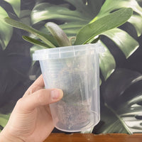 Self-Watering Orchid Pot with Reservoir and Growing Medium