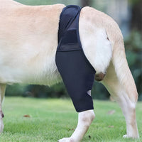 Pet Leg Brace for Post-Surgery Recovery and Injury Support