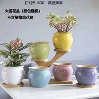 Jinglang Gardening Succulent Planter Pot with Cute Animal and Fruit Designs for Home Decor