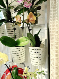 Orchid Hanging Planter Basket with High Transparency Plastic Pot for Indoor and Outdoor Use