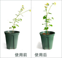 Garden Plant Support Stakes for Climbing Vines and Flowers, Single Stem Anti-Toppling Stand