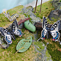 Butterfly Life Cycle Model Set - Educational Insect Growth Stages for Kids