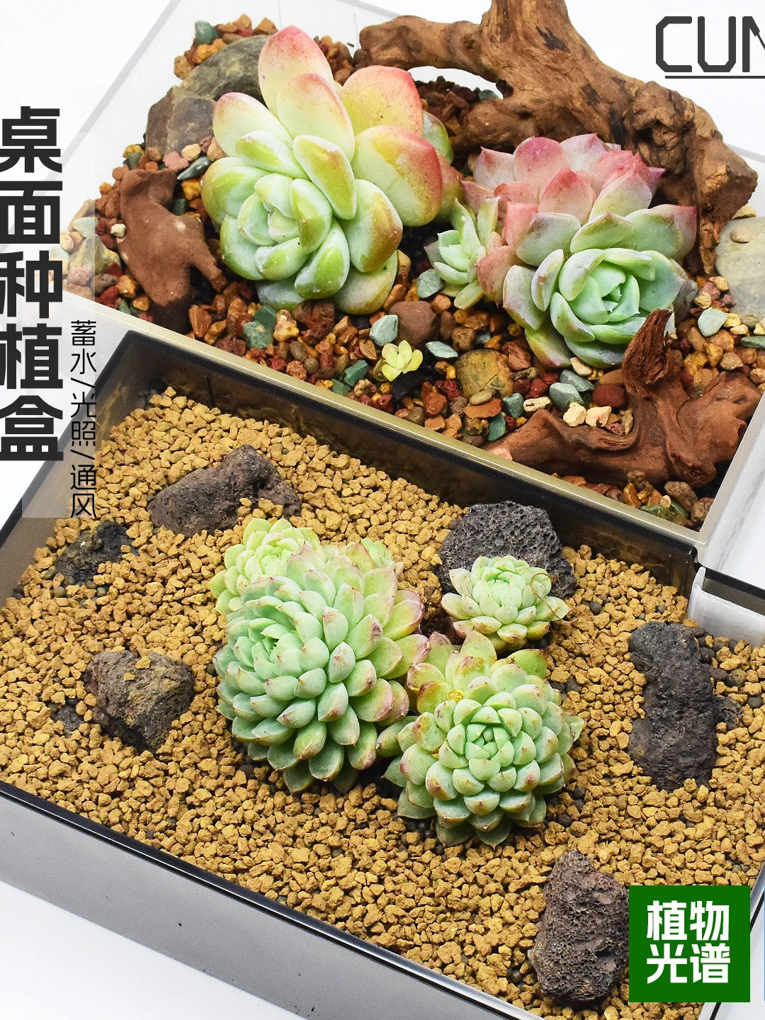 Acrylic Terrarium Propagation Box for Moss, Seedlings and Micro Landscape Growing