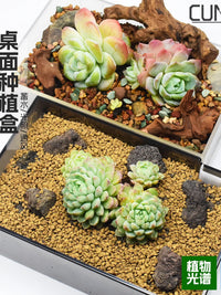 Acrylic Terrarium Propagation Box for Moss, Seedlings and Micro Landscape Growing