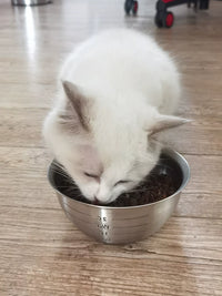 Stainless Steel Pet Bowl with Measurement Markings for Cats and Dogs