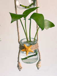 Nordic Style Wall-Mounted Planter Vase with Starfish Decor for Living Room Bedroom