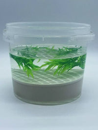 Turtle Hatchling Breeding Box with Lid and Filter Screen
