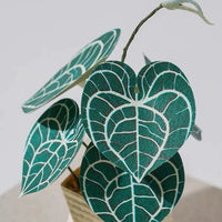 Jeancard 3D Laser Cut Paper Model Kit - Mini Anthurium Plant