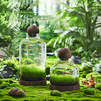 Japanese Style Thickened Glass Fish Tank with Wooden Base, Creative Ecological Bottle for Hydroponics