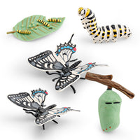 Butterfly Life Cycle Model Set - Educational Insect Growth Stages for Kids
