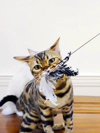 TianTianMao Retractable Wire Wand Cat Toy with Feather and Bell Refill Heads