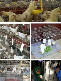 Galvanized Welded Wire Mesh for Animal Cages and Fencing