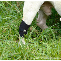 Pet Post-Surgery Recovery Leg Sleeve for Dogs - Anti-Lick Joint Support