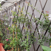 Expandable Bamboo Garden Fence and Trellis for Outdoor Decor