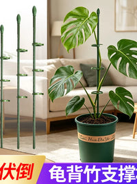Plant Support Stakes for Potted Plants, Monstera, Amaryllis, Lily, Tomato, and Climbing Vines