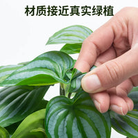 SuperRep Reptile Terrarium Artificial Plant Decor for Rainforest Tanks and Tortoise/Lizard/Gecko Habitats