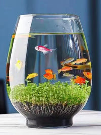 Creative Glass Fish Tank for Desktop, Small Round Aquarium for Goldfish and Turtles, Hydroponic Planter