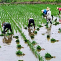 Multi-functional Hand-Pushed Seeder for Corn, Peanuts, Soybeans, and Beans