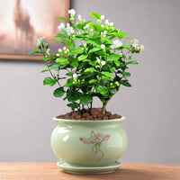 Celadon Ceramic Orchid Planter with Saucer for Succulents and Green Plants