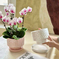Ceramic Indoor Planter Pot with Drainage Hole for Orchids and Green Plants