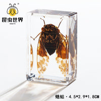 Real Insect Specimen in Clear Amber Resin Block for Educational Observation