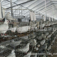 Pigeon Breeding Cage for Home Use, 12-16 Compartments, Thickened Galvanized Steel