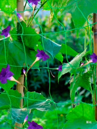 Garden Plant Trellis Net for Climbing Vegetables, Fruits and Flowers